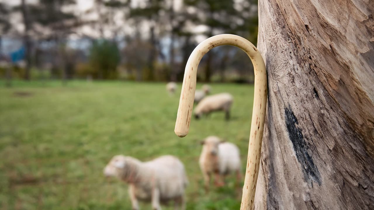 Por que precisamos de pastores?