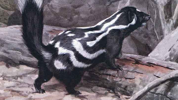 O cheiro do gambá e o odor de santidade