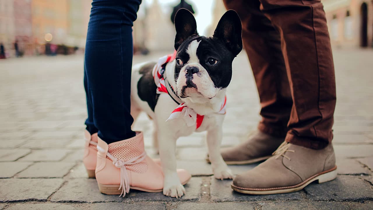 O neopaganismo e os animais de estimação